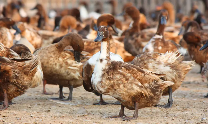 Duck Farming