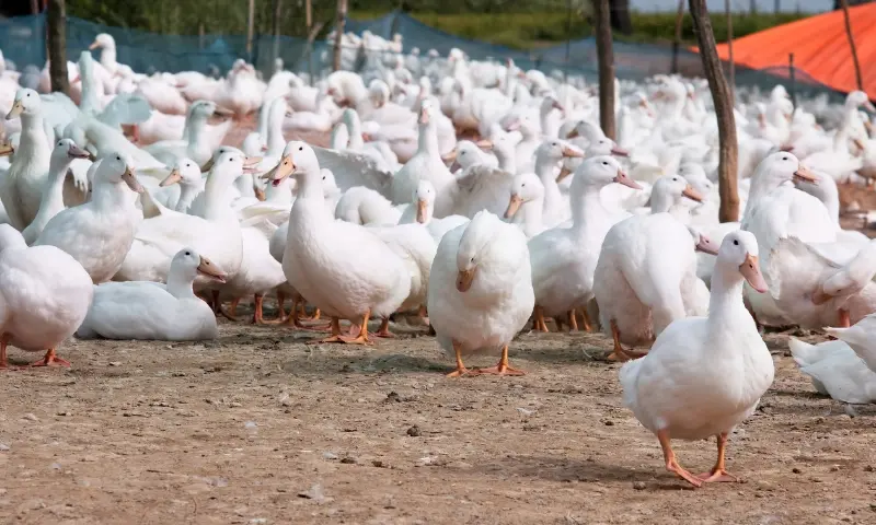 Duck Farming business 