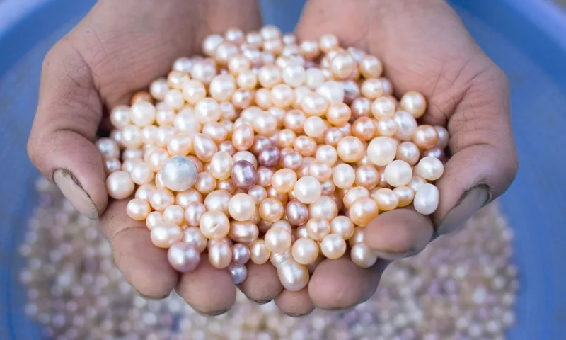 मोतियों की खेती (Pearl Farming)